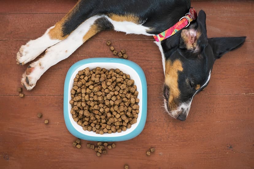 Dry Dog Food – Puppy Formula, 3 kg