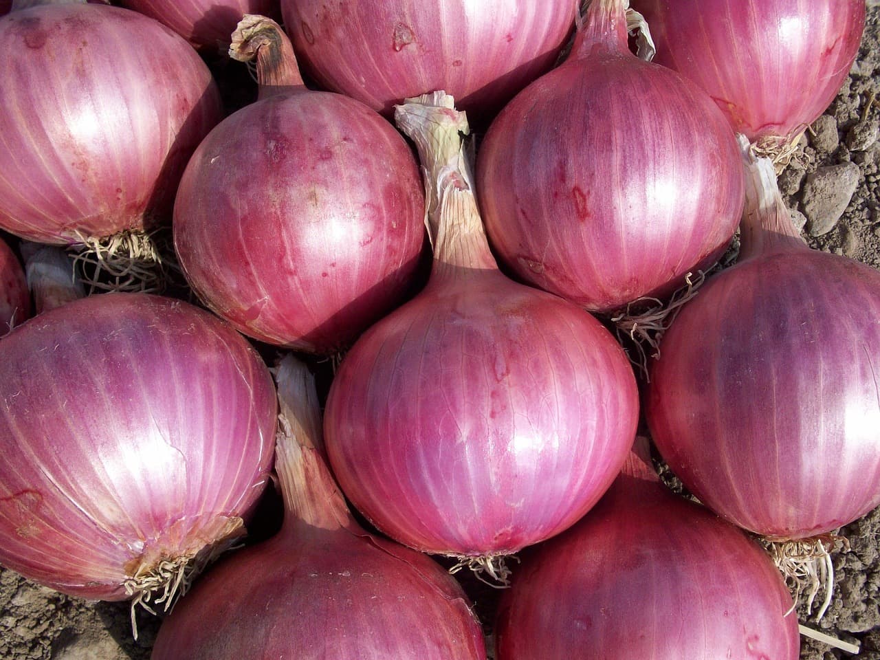 Fresh Onion – Pink, 55–70 mm