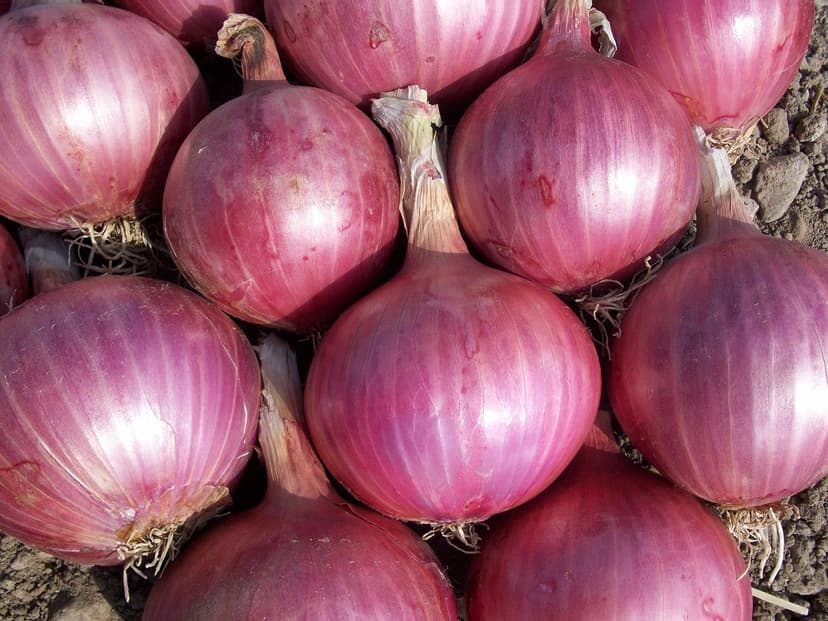 Fresh Onion – White, 40–55 mm