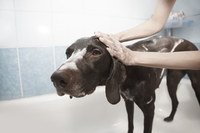 Pet Grooming Shampoo – Anti-tick, 500 ml
