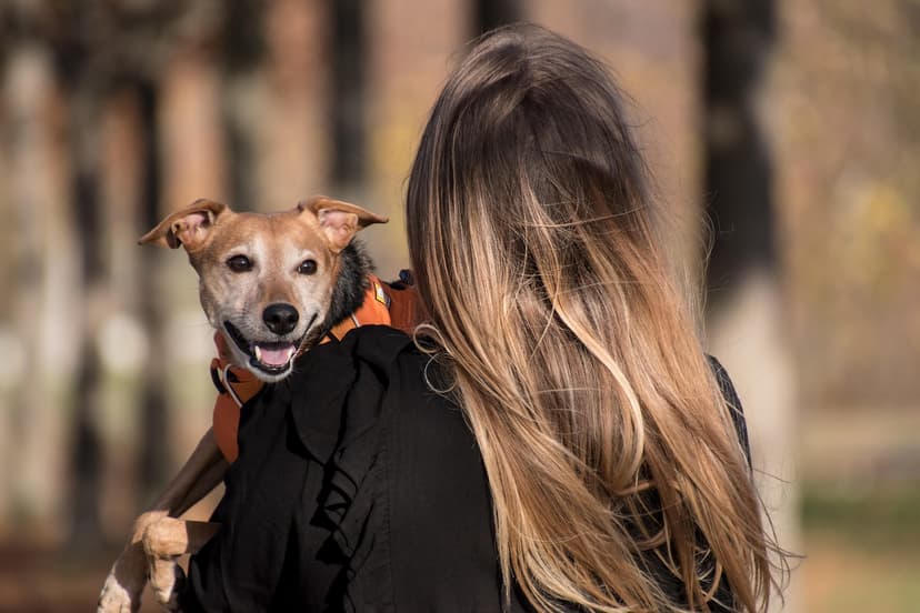Pet Harness (Mesh) – S, Over-head