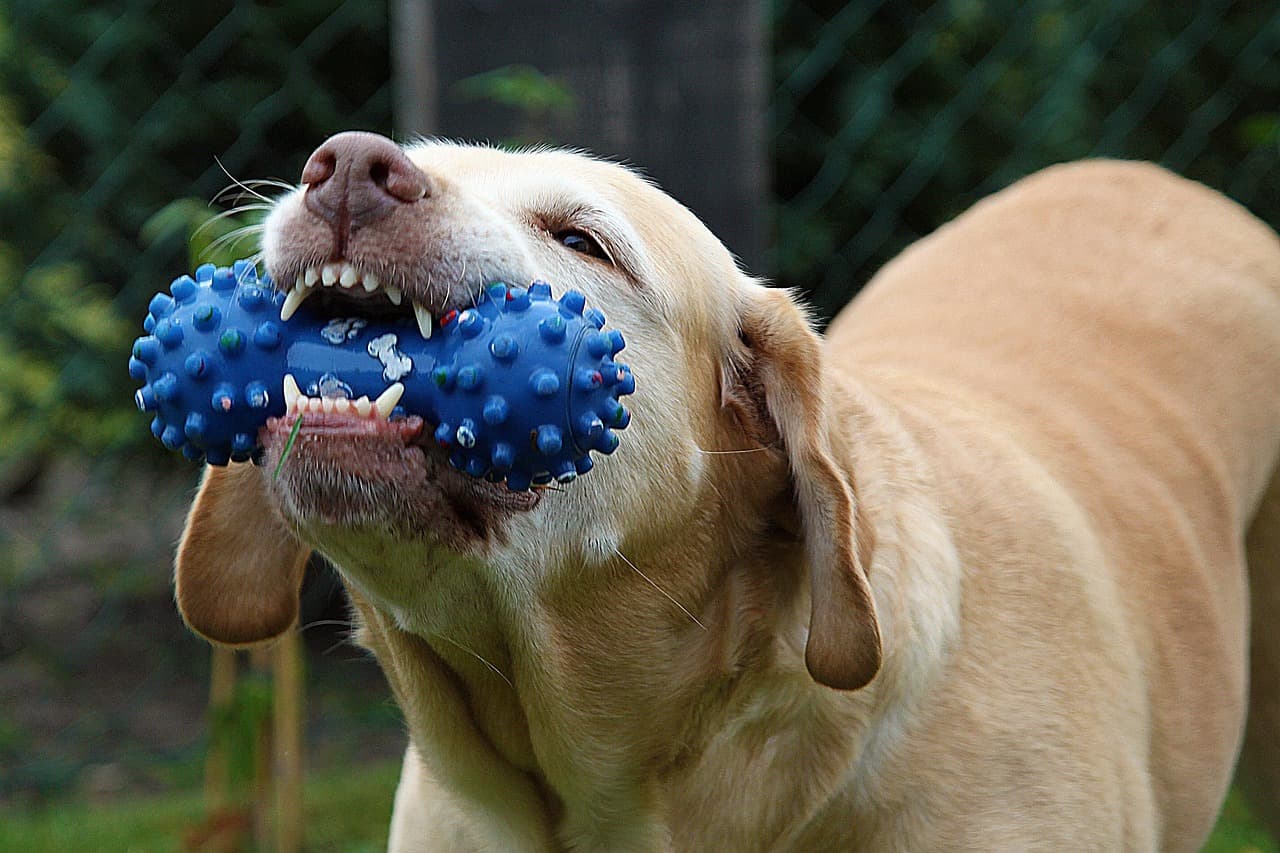 Rubber Chew Toy – Ball, S