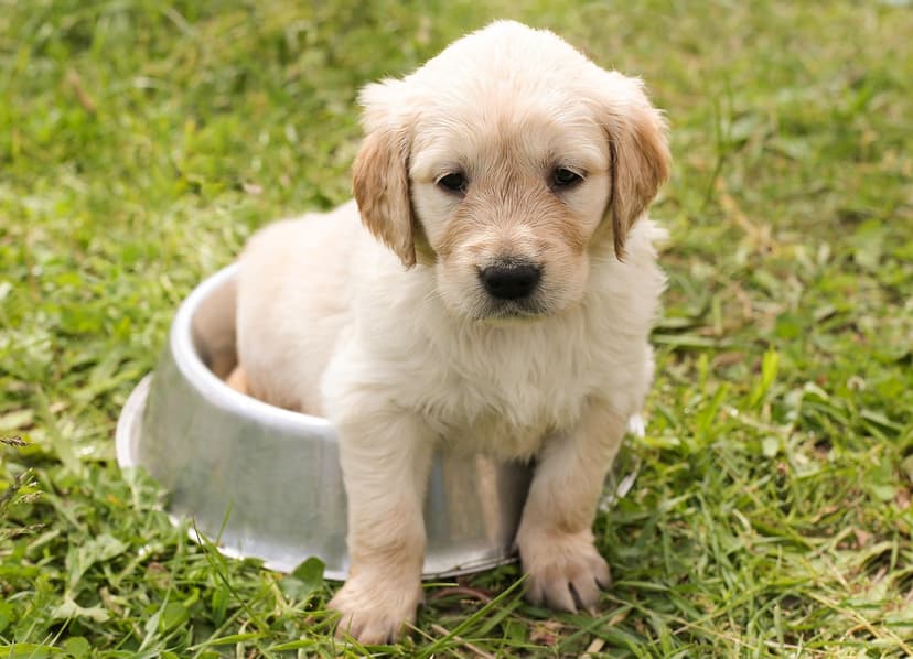 Stainless Steel Pet Bowl – 1 L, Plain