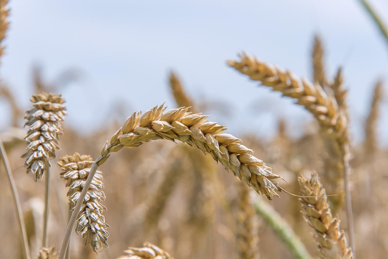 Wheat (Sharbati) – Grade A, 50 kg PP Bag