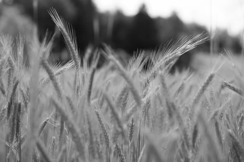 Wheat (Sharbati) – Grade A, 50 kg PP Bag
